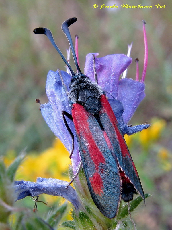 Zygaena sarpedon 110716